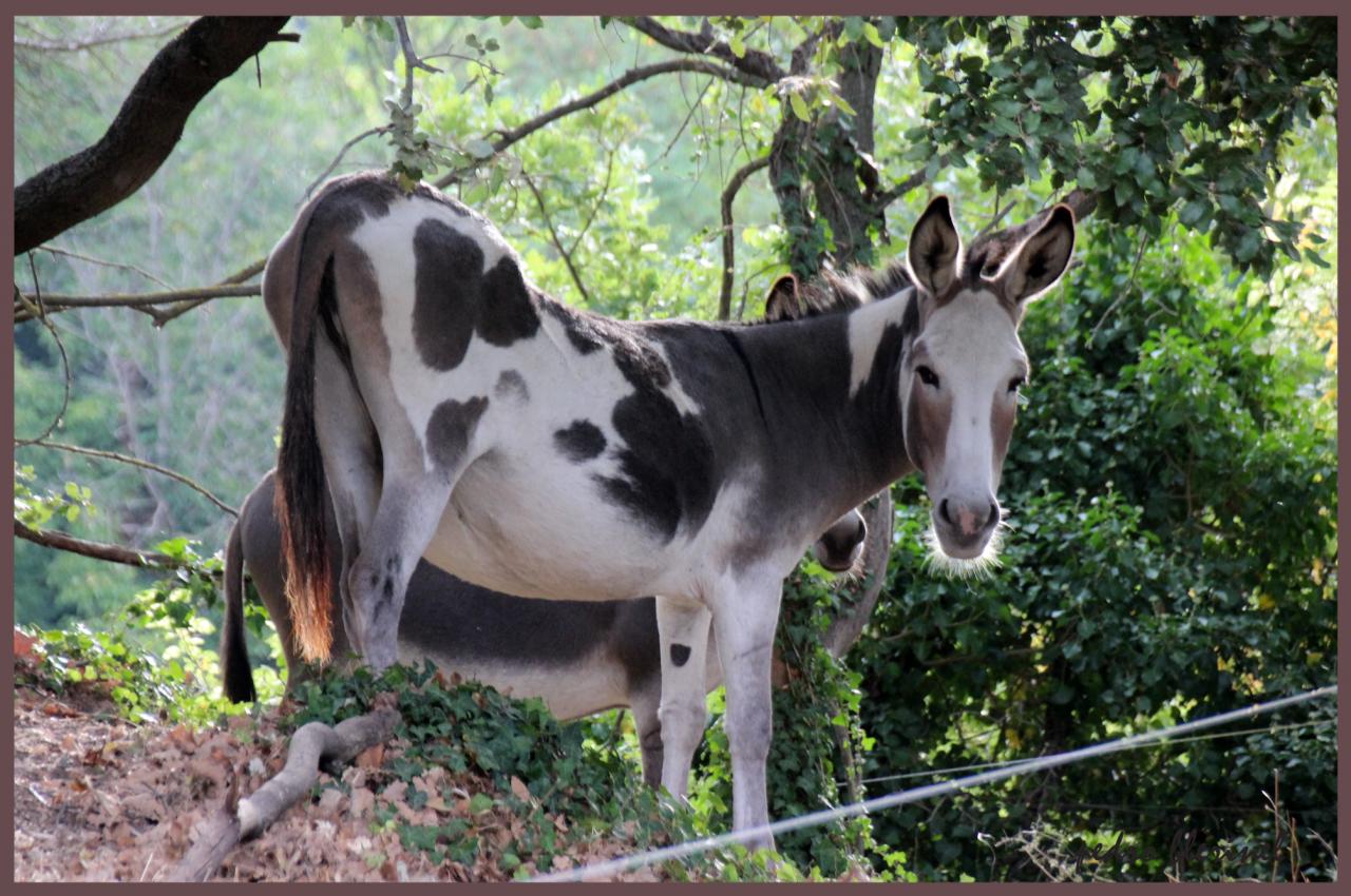 âne ou vache hollandaise ? (21/07/17)