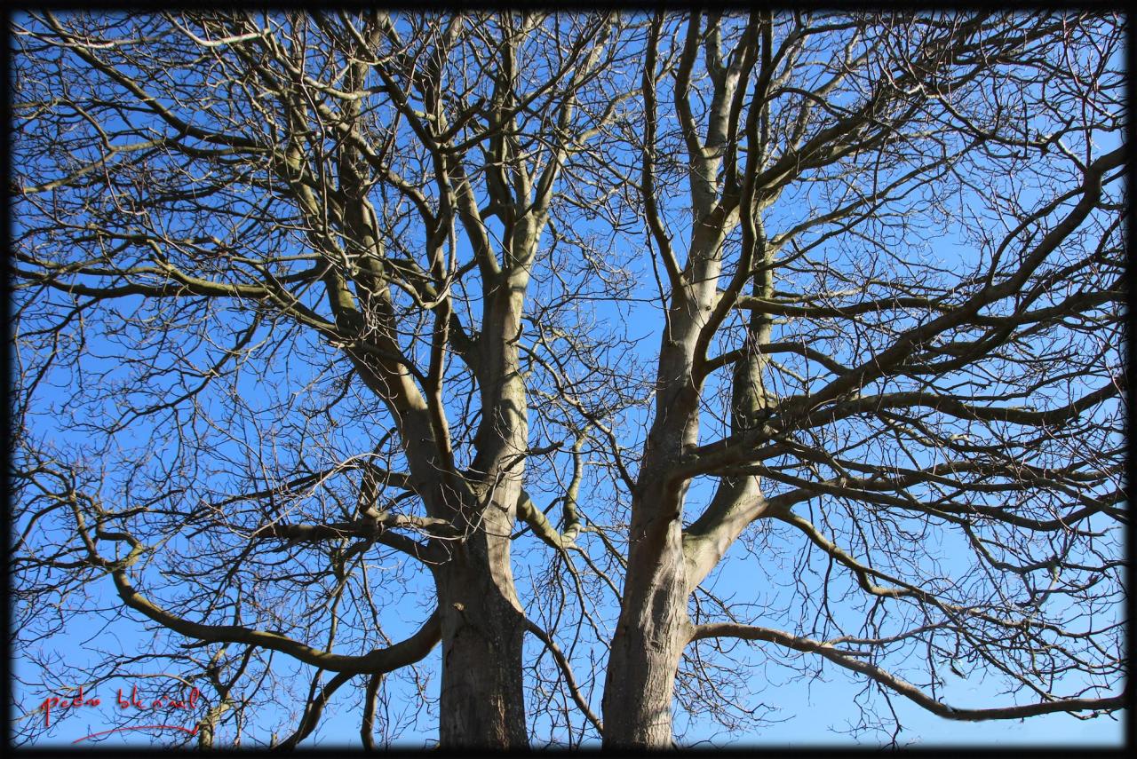 l'arbre et le ciel