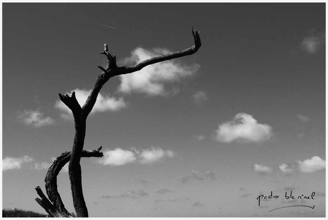 L'arbre qui voulut être un nuage (15/05/17)