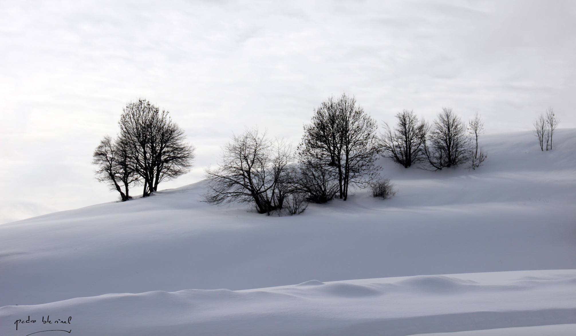 arbres sous la neige 1