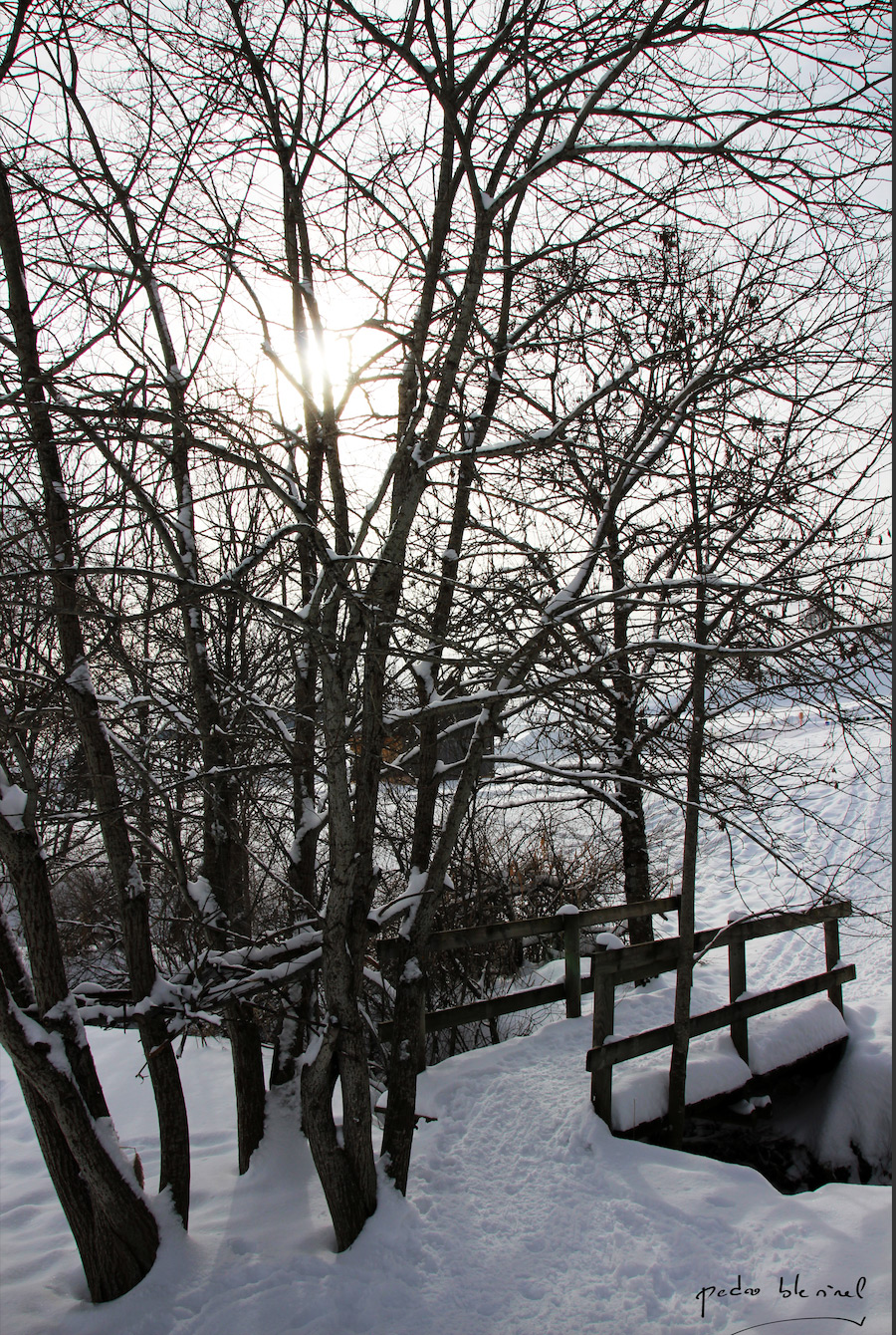 arbres sous la neige 2