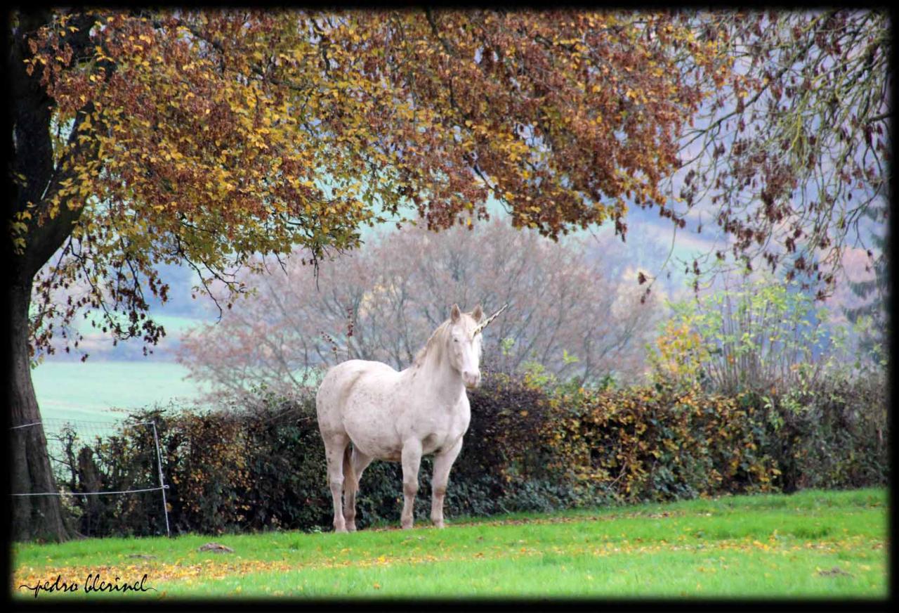 AVESNOIS : la licorne (05/03/17)