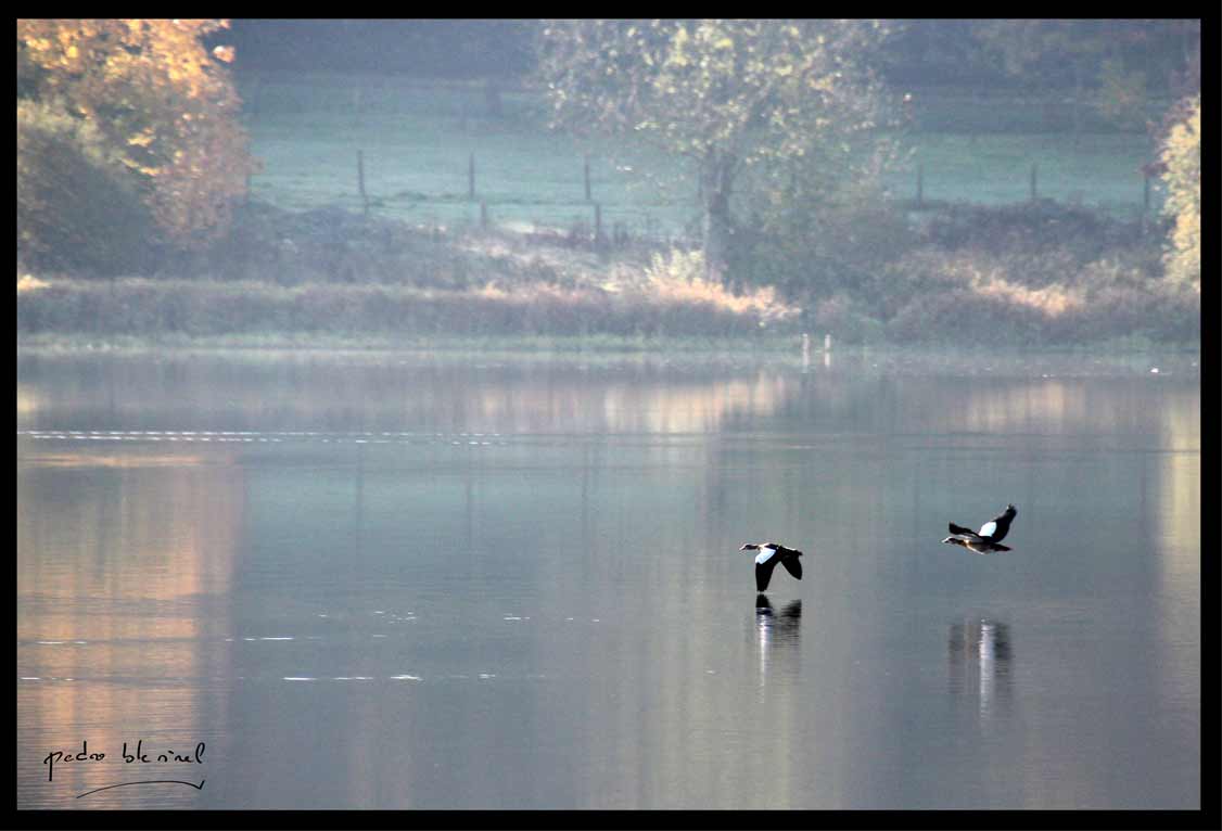 AVESNOIS : rase motte (08/03/17)