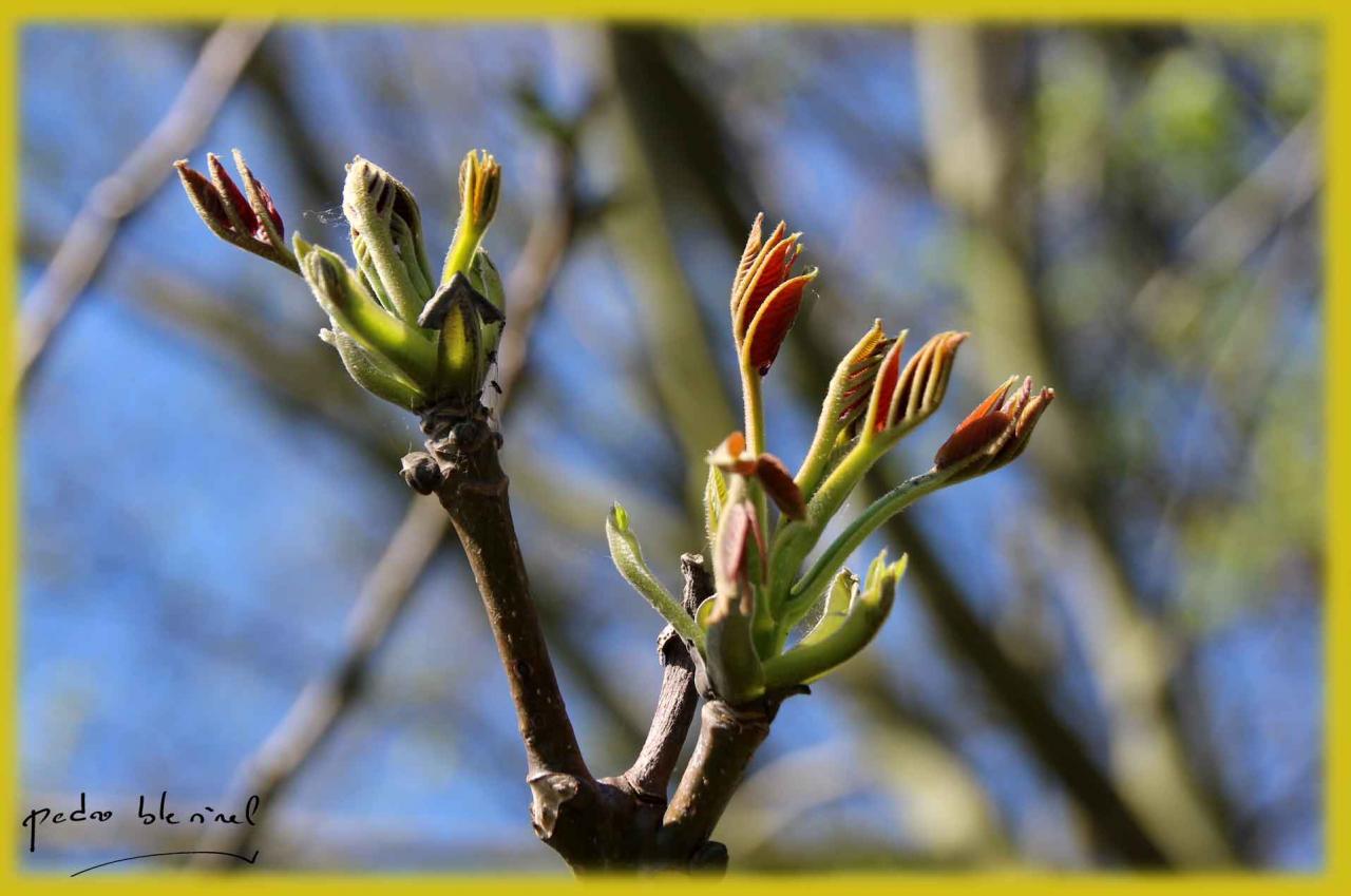 bourgeons