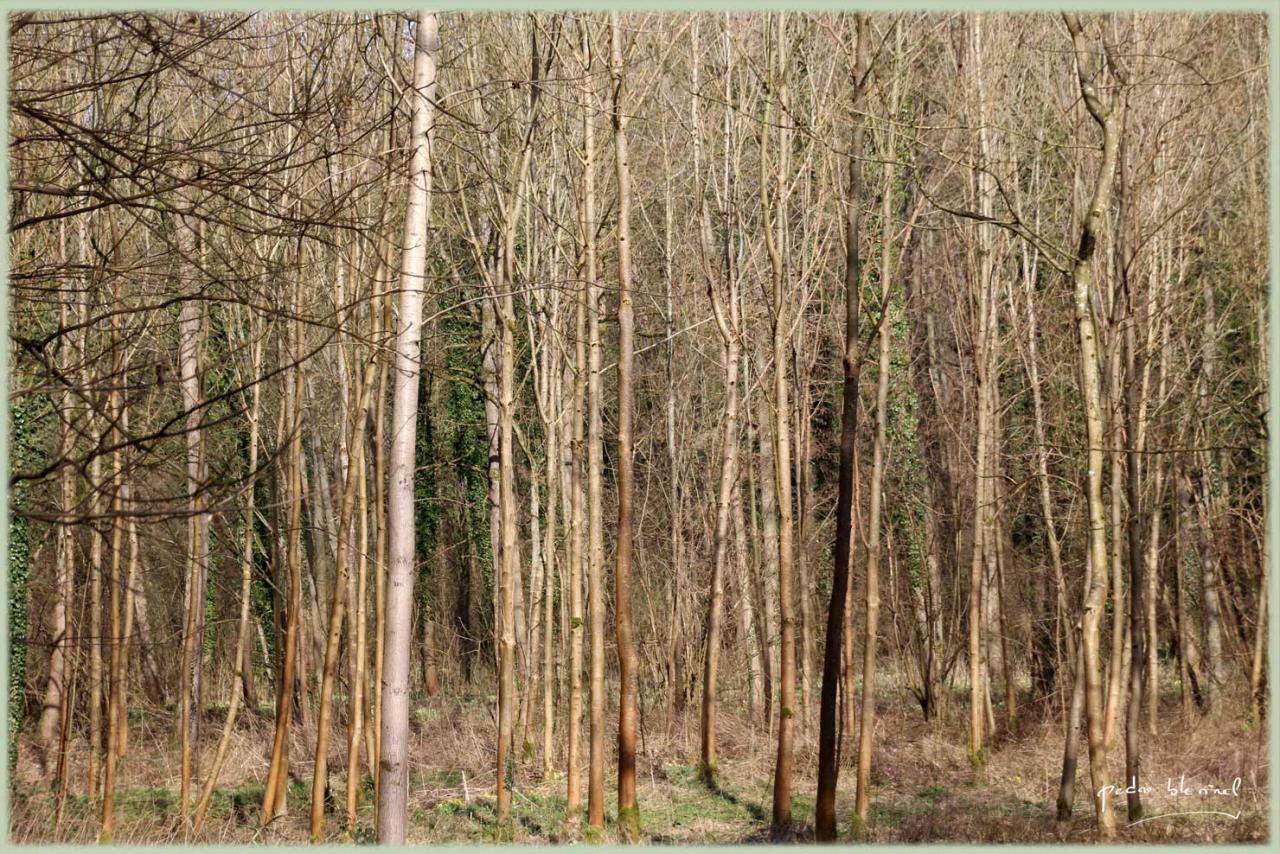 Le caillou qui bique : forêt déguisée en bambouseraie (19/03/17)