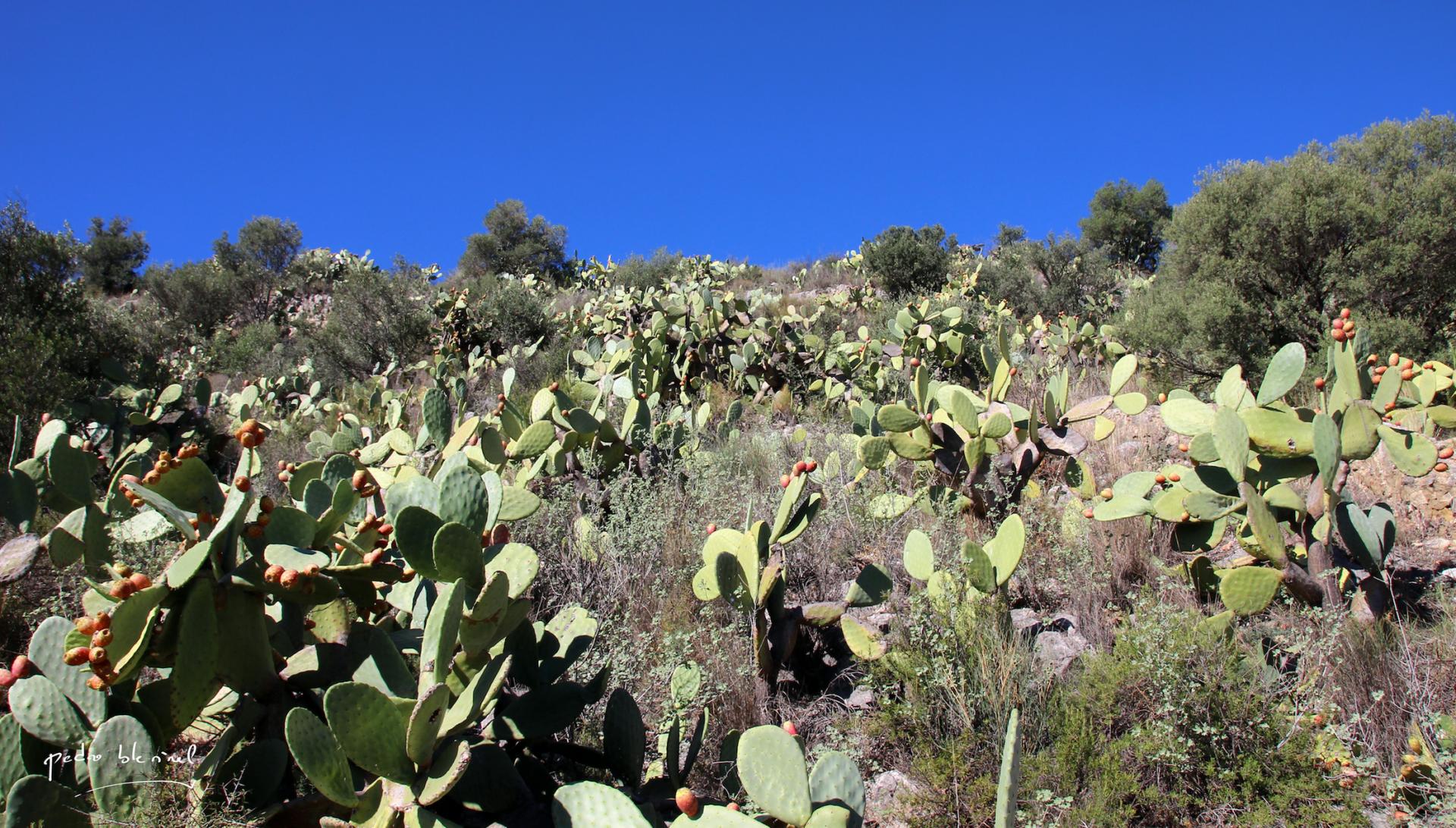 champ de cactus