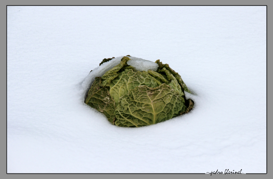 ENTREMONT : chou (18/02/17)