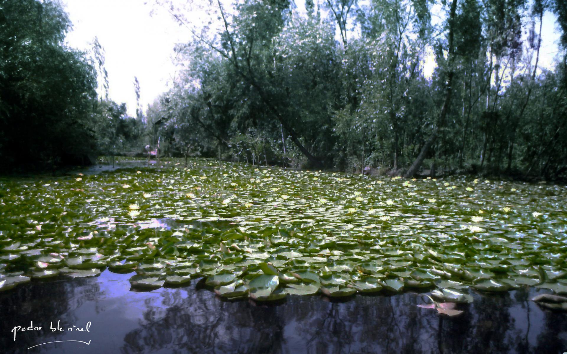 comme un Monet