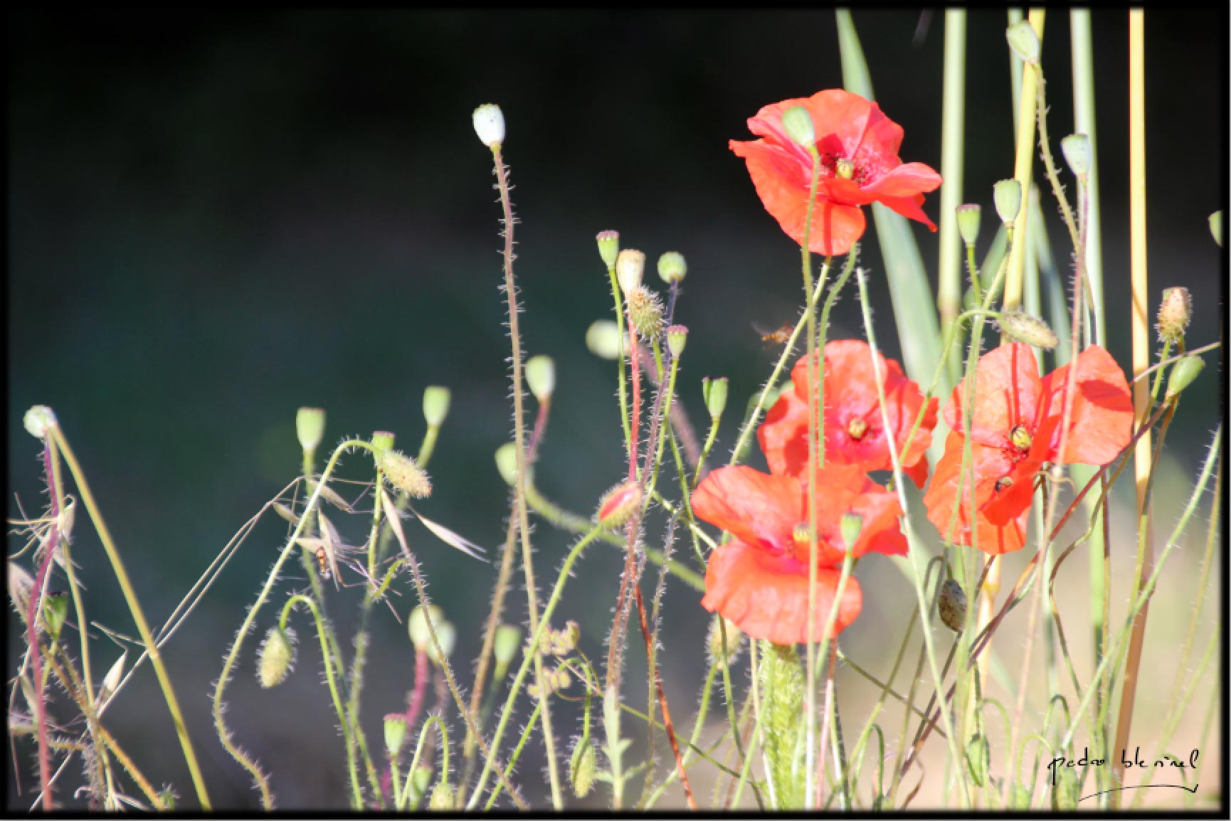 COQUELICOTS-2