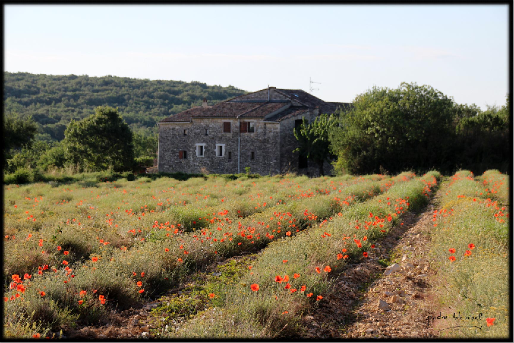 COQUELICOTS