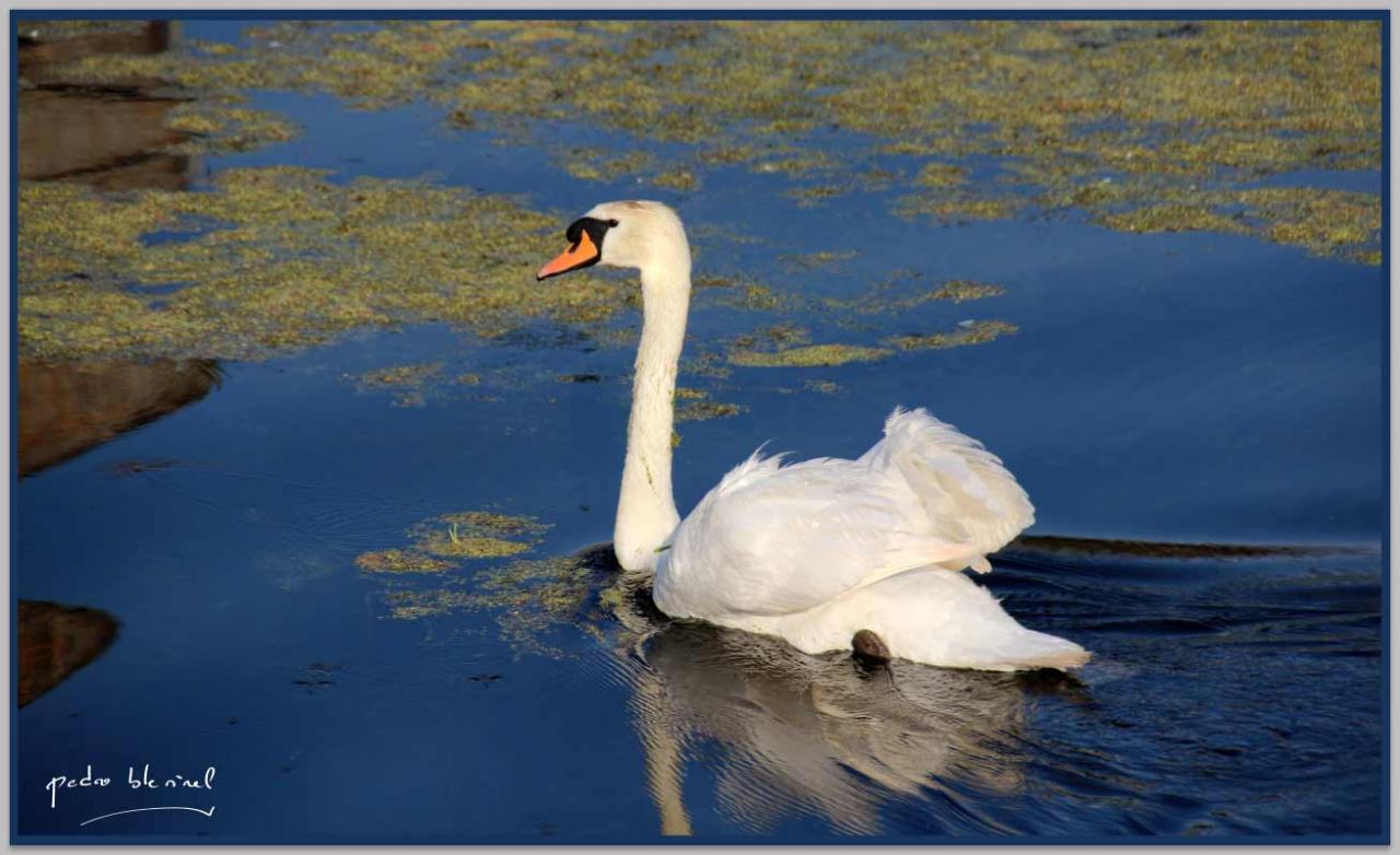 cygne d'étang (23/06/17)