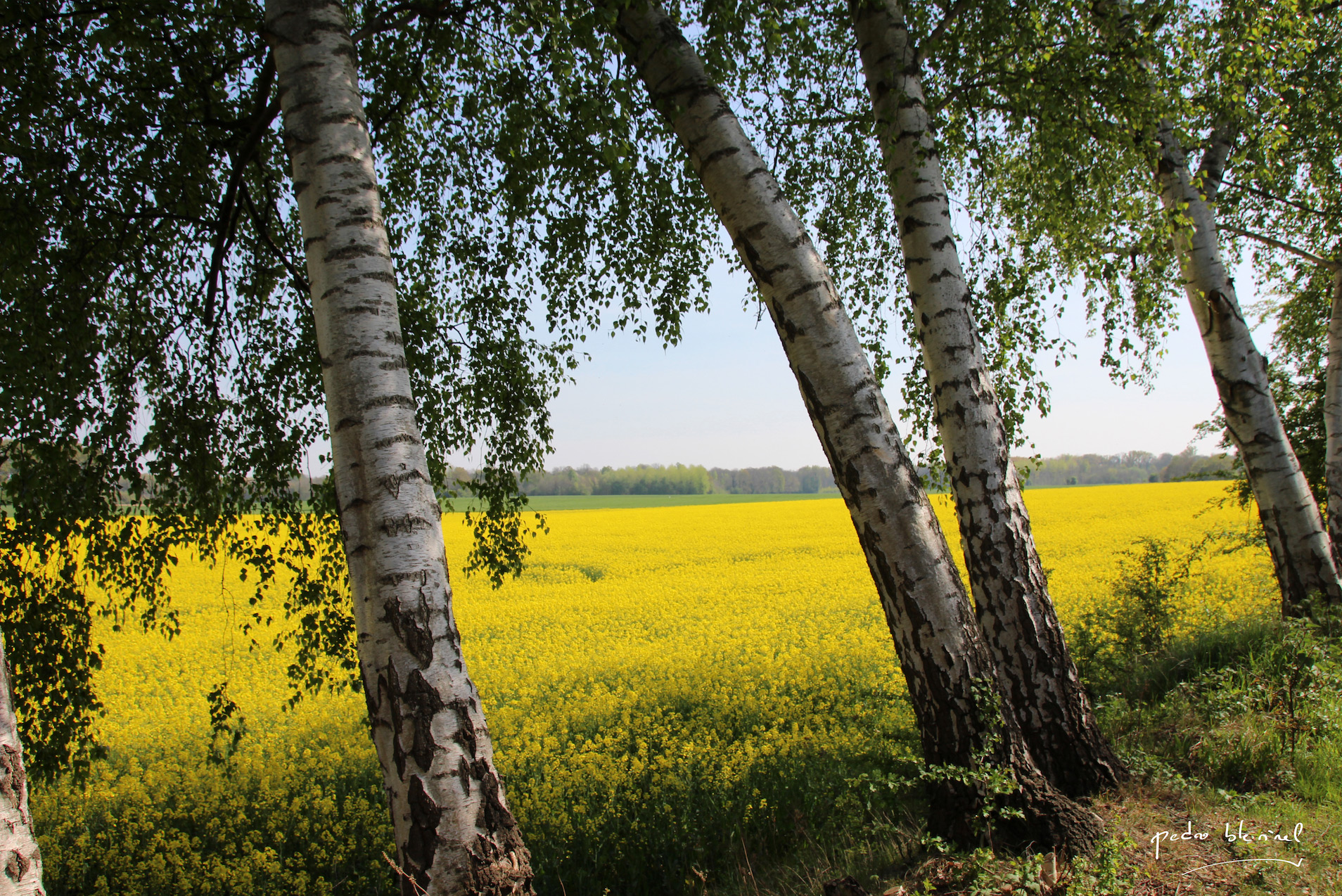 envie de printemps