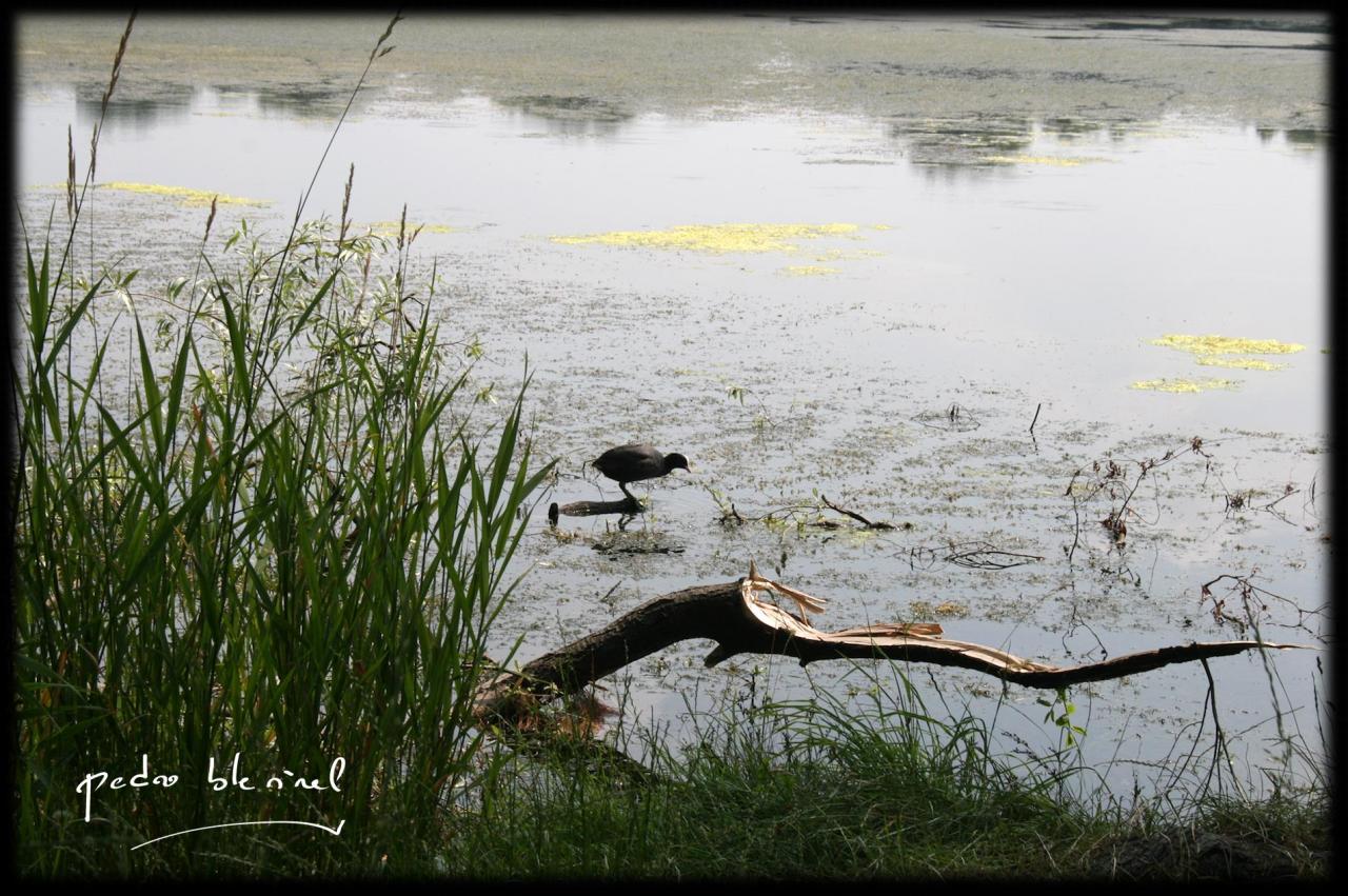 Etang du vignoble