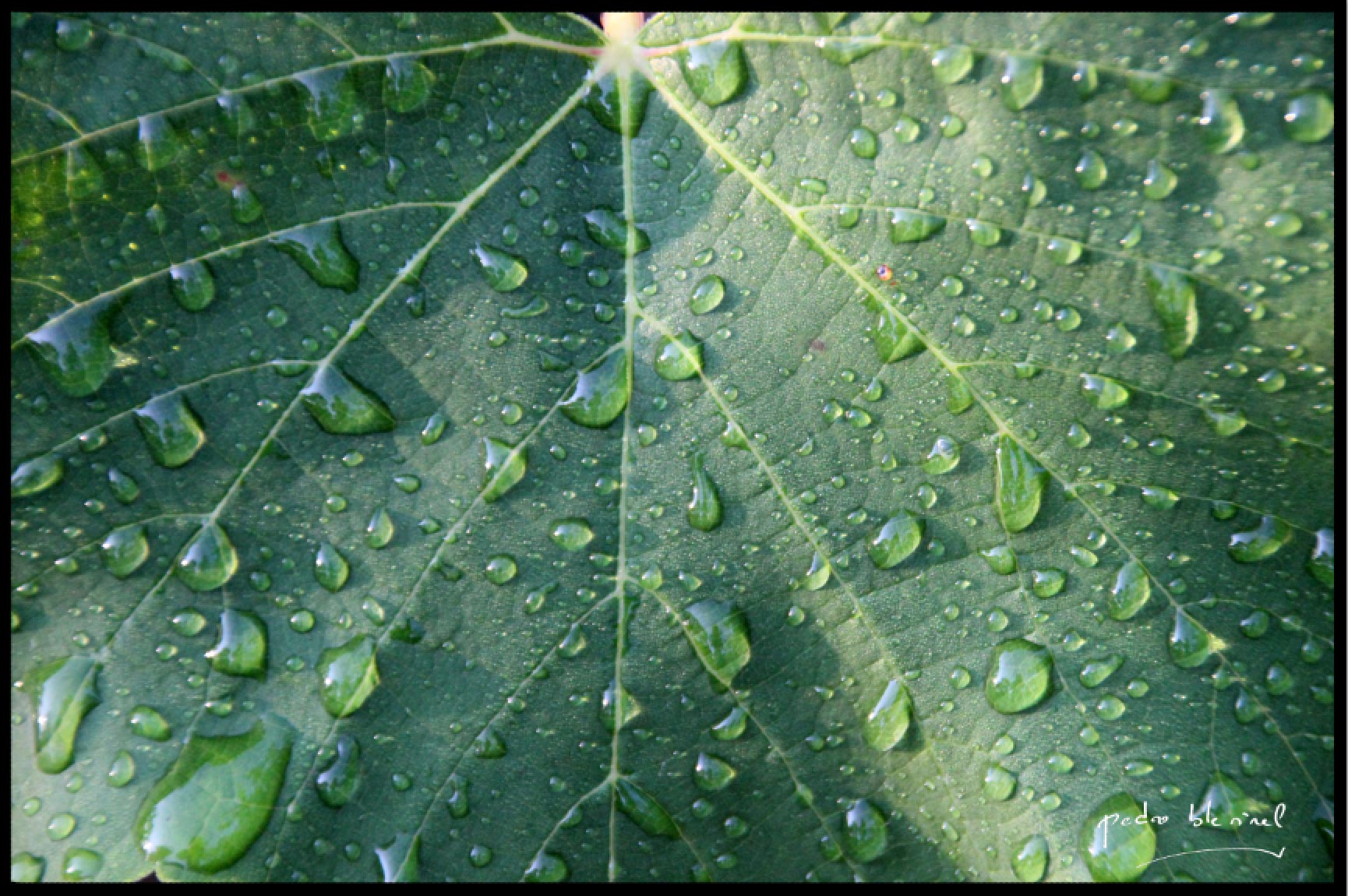 feuille de vigne