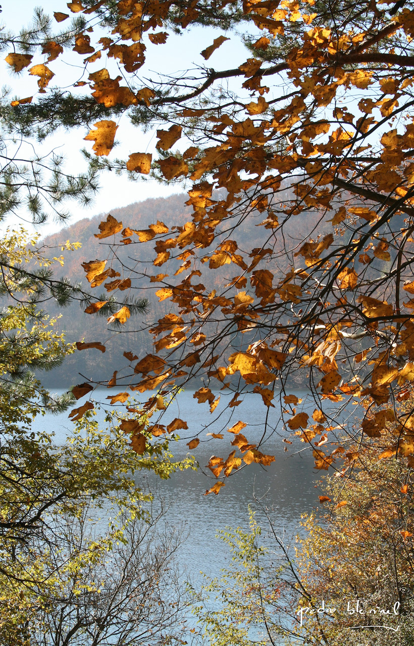 feuilles d'automne