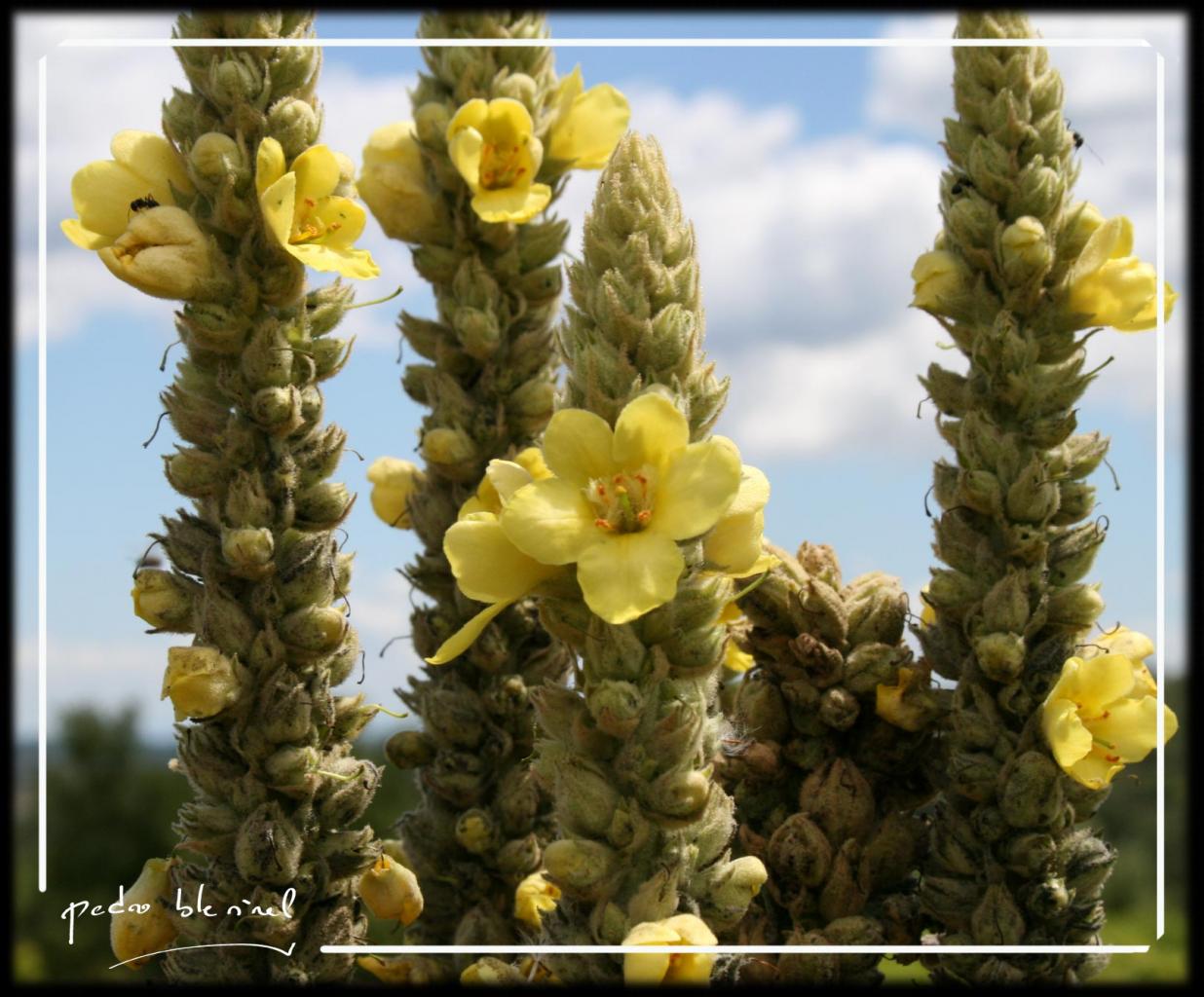 fleurs-des-champs