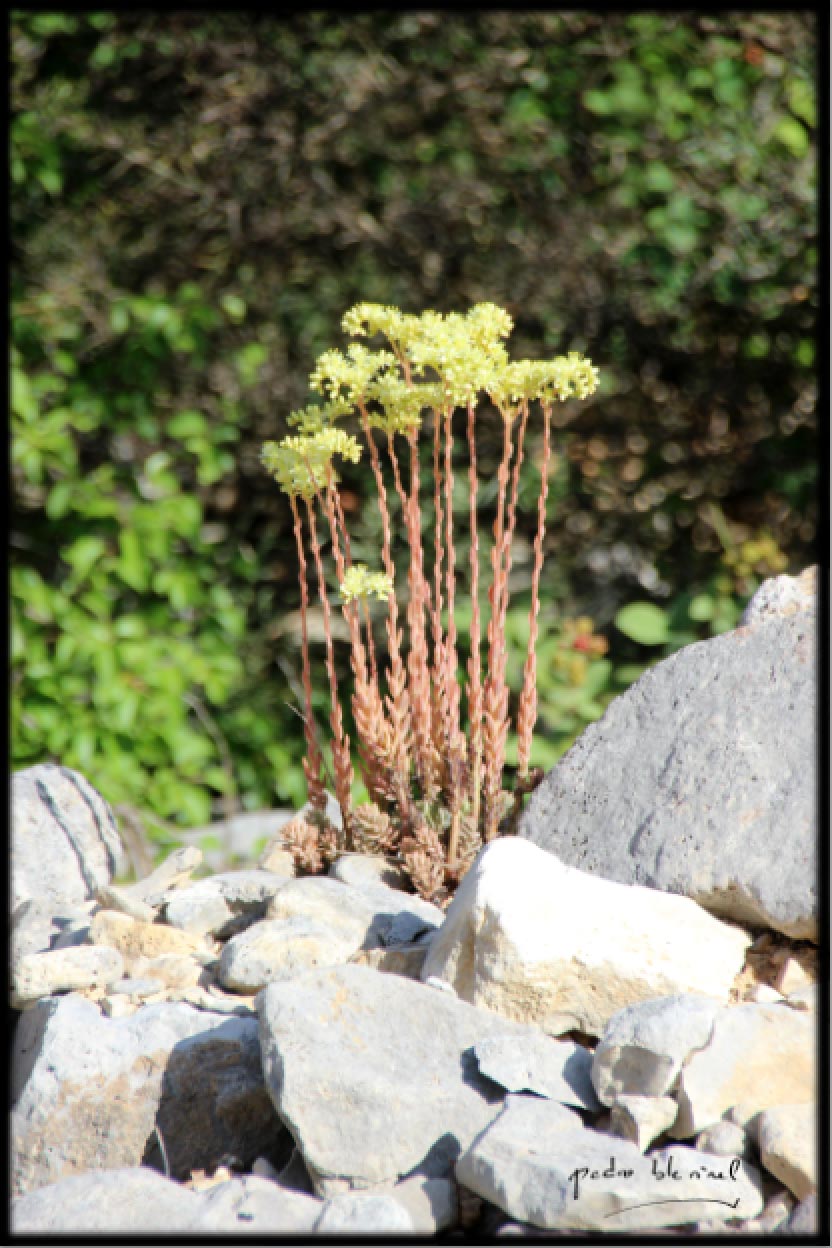 flleurs de rochers