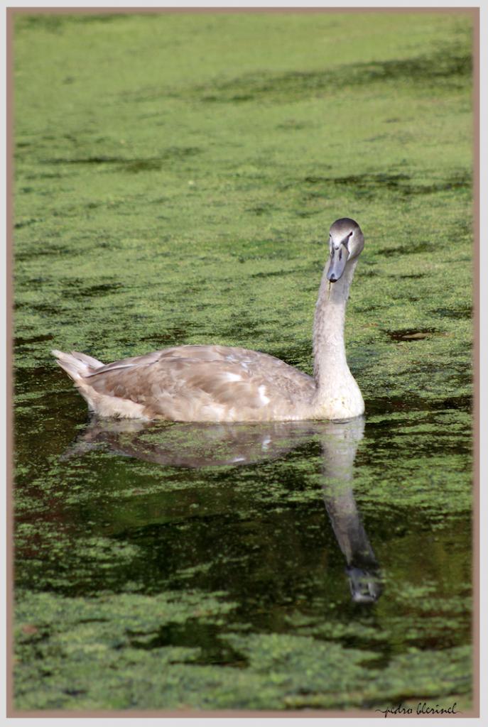 VAL JOLY : jeune cygne (13/02/17)