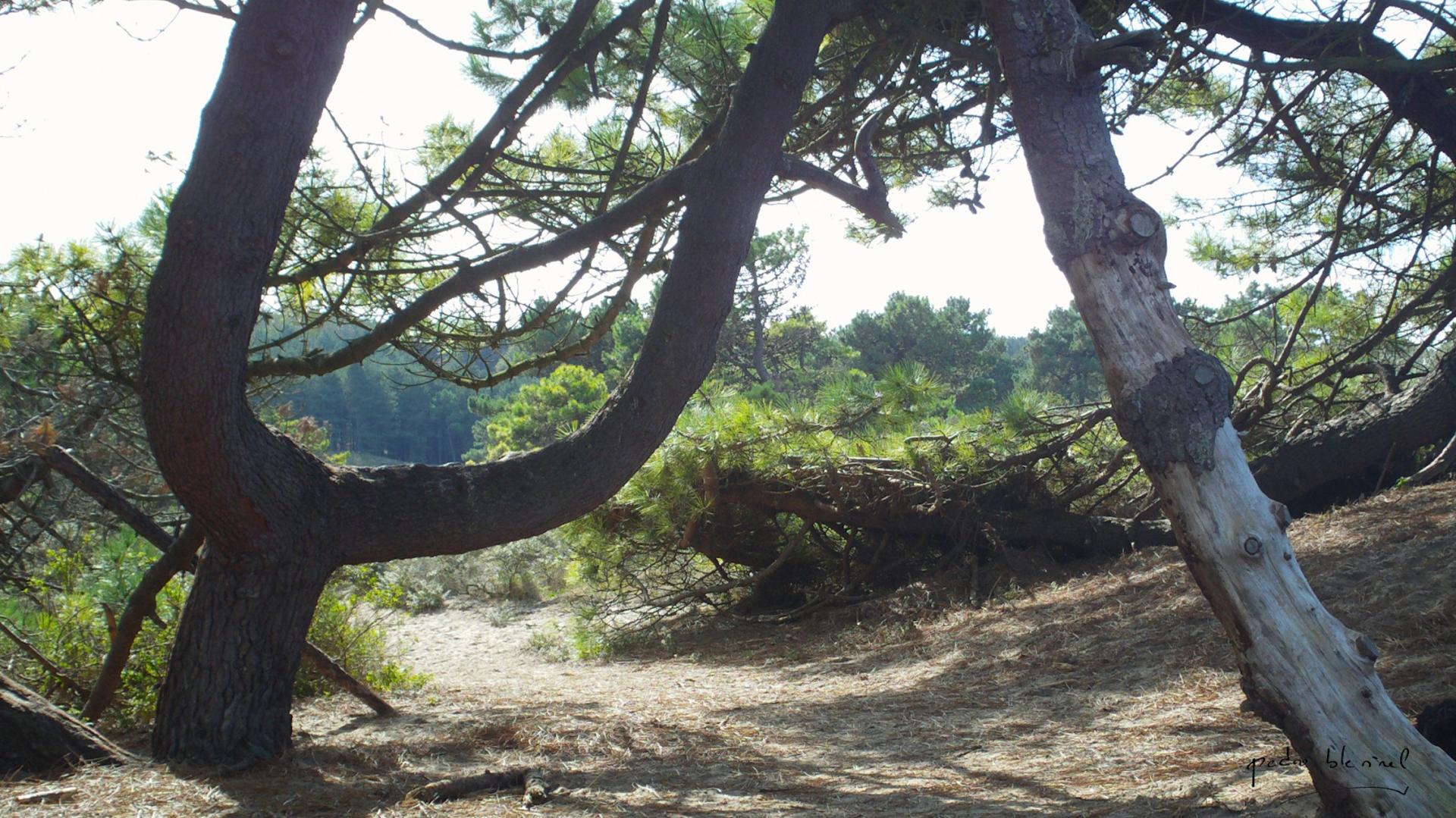 l'arbre reposoir