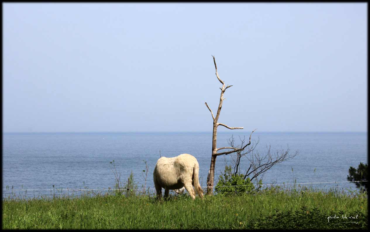 LE-PETIT-ANE-BLANC