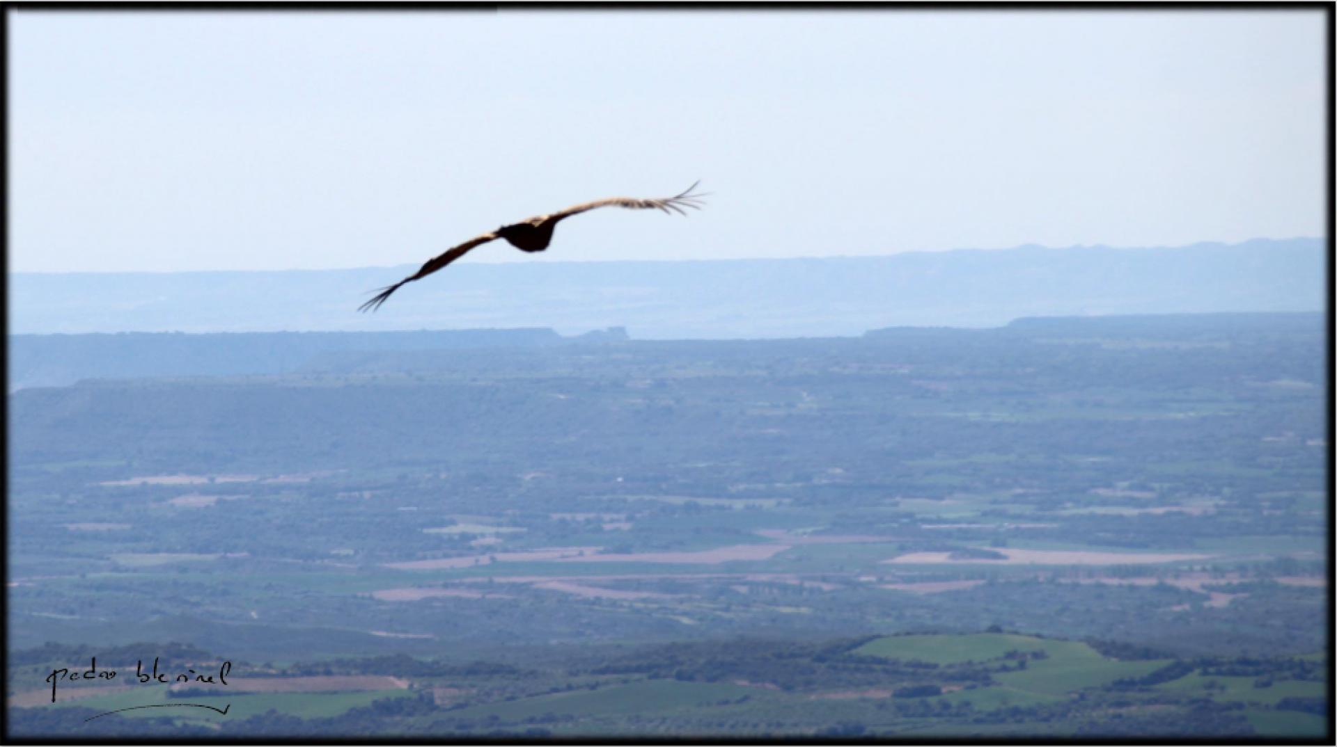 le vol de l'aigle