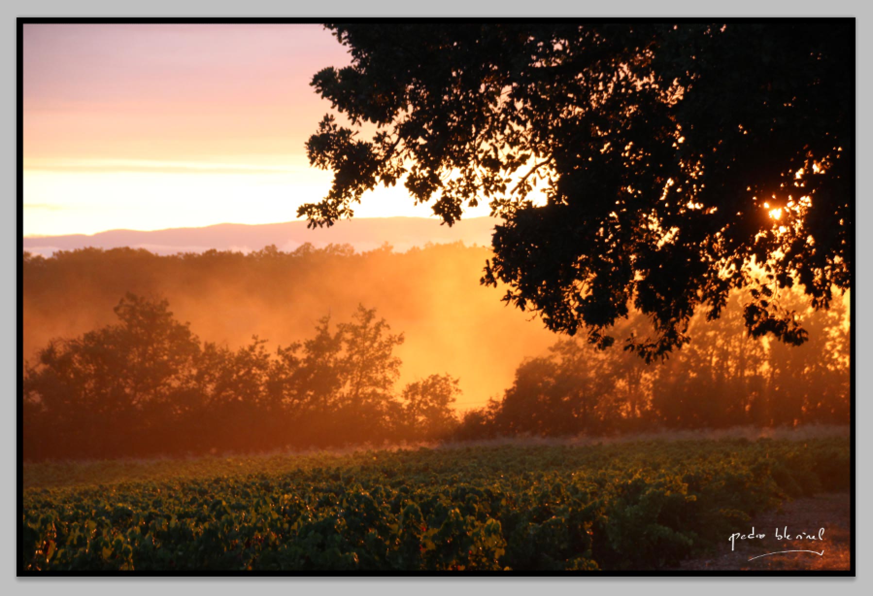 lumières de vignes