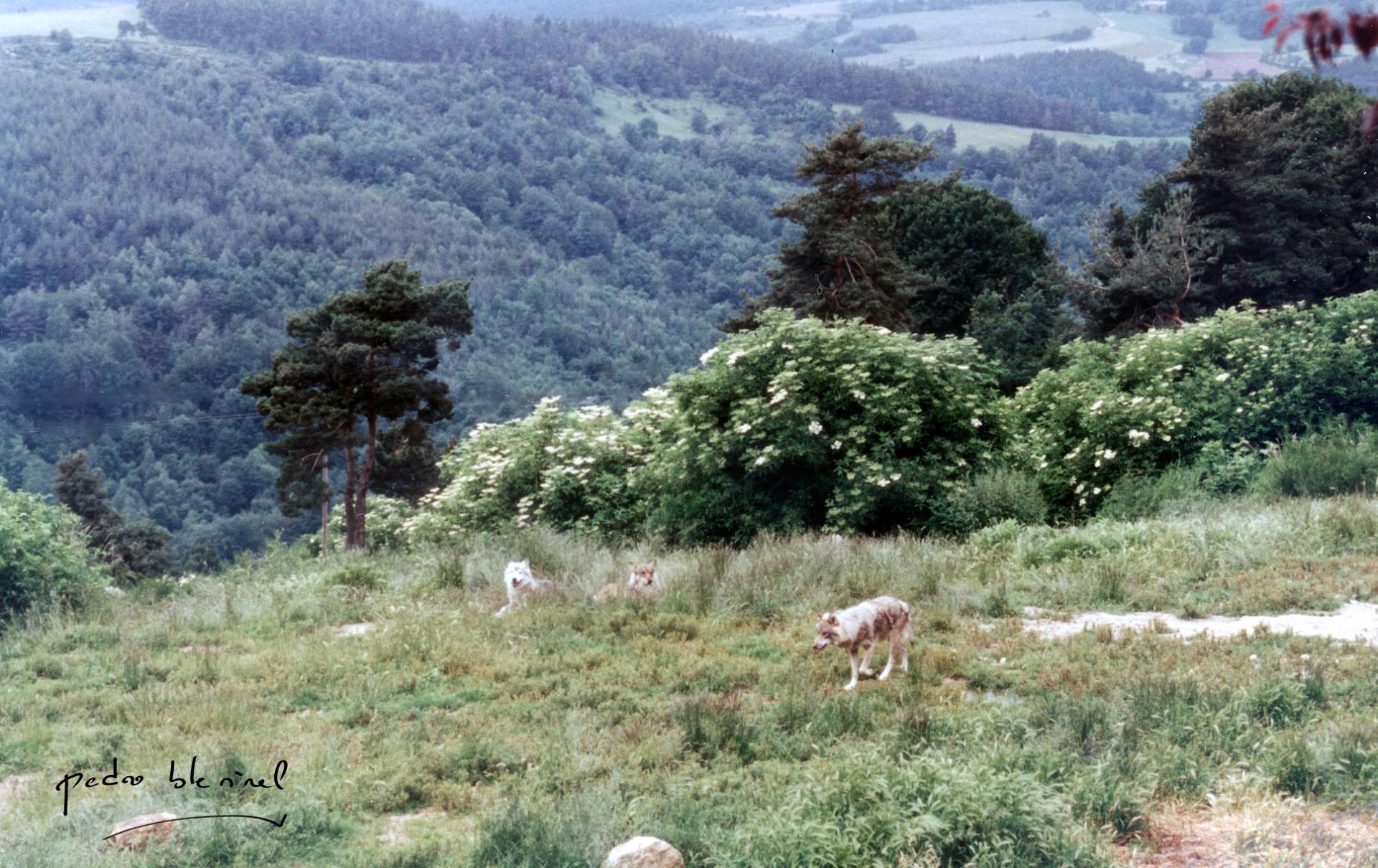 meute de loups