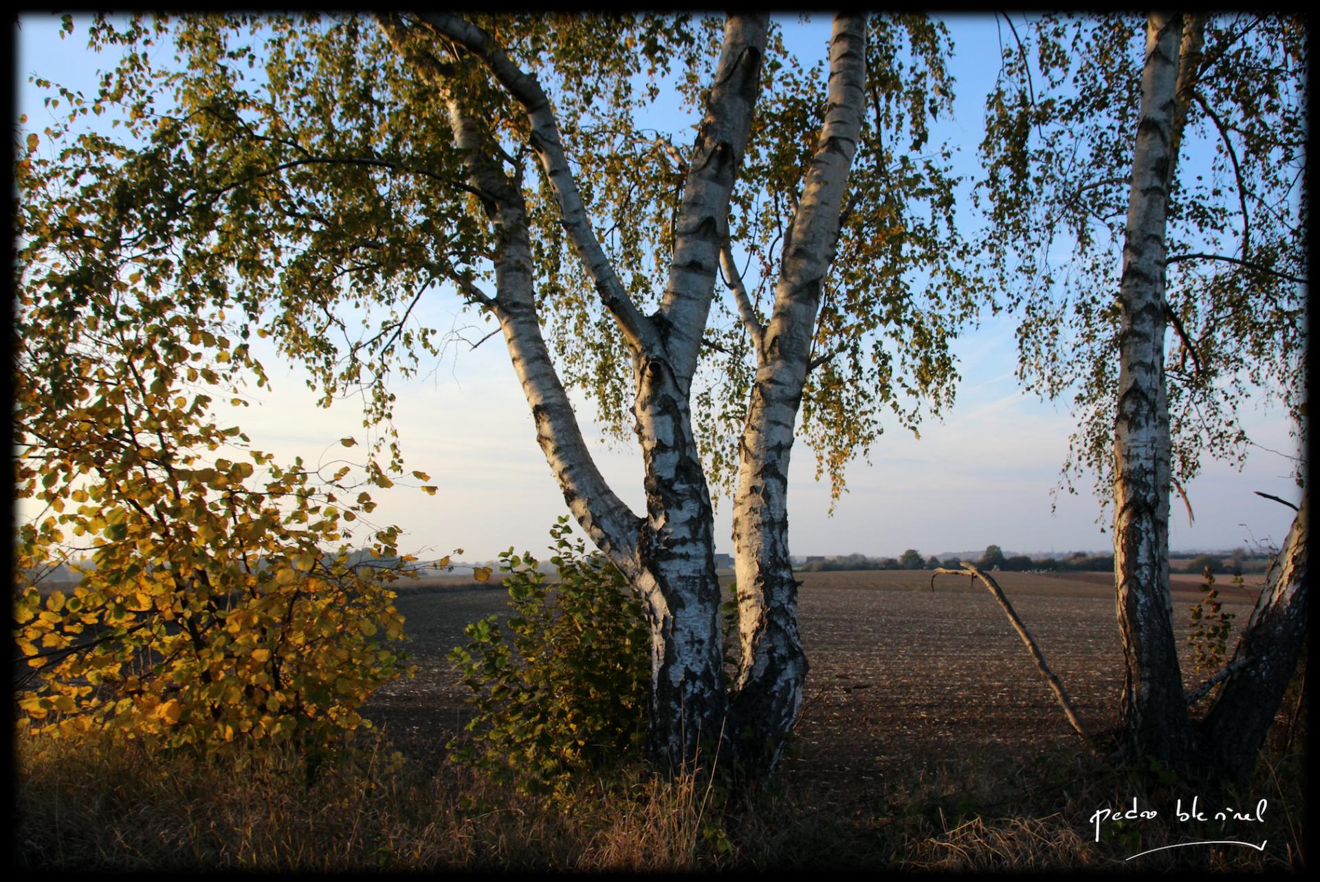 l'or et l'argent