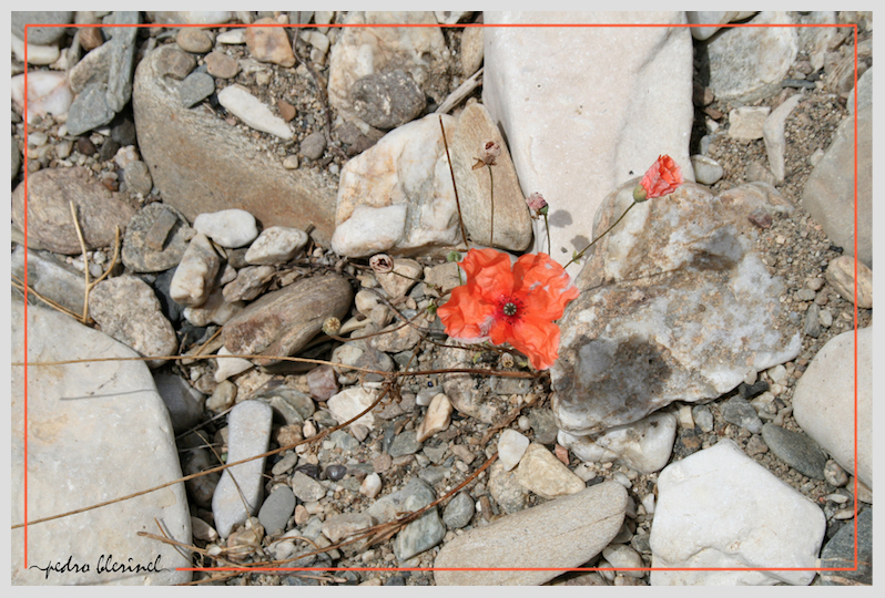 LA CEZE : Coquelicot (23/02/17)