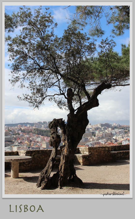 LISBONNE : l'arbre vénérable (27/02/17)