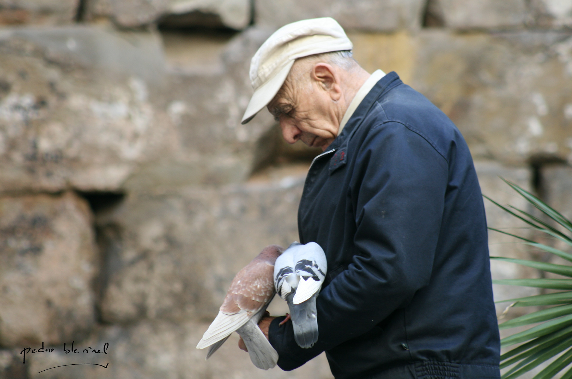 pigeons catalans