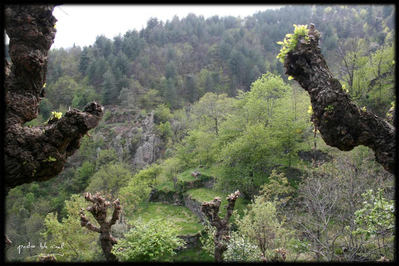 Printemps en Ardèche : les terrasses (07/04/17)