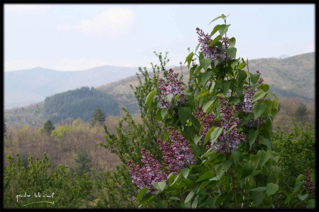 Printemps en Ardèche : lilas (03/04/17)