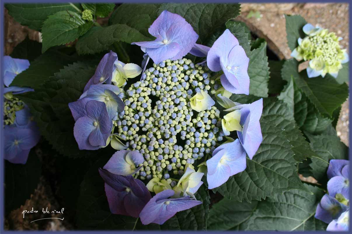 Printemps en Ardèche : floraison (01/04/17)