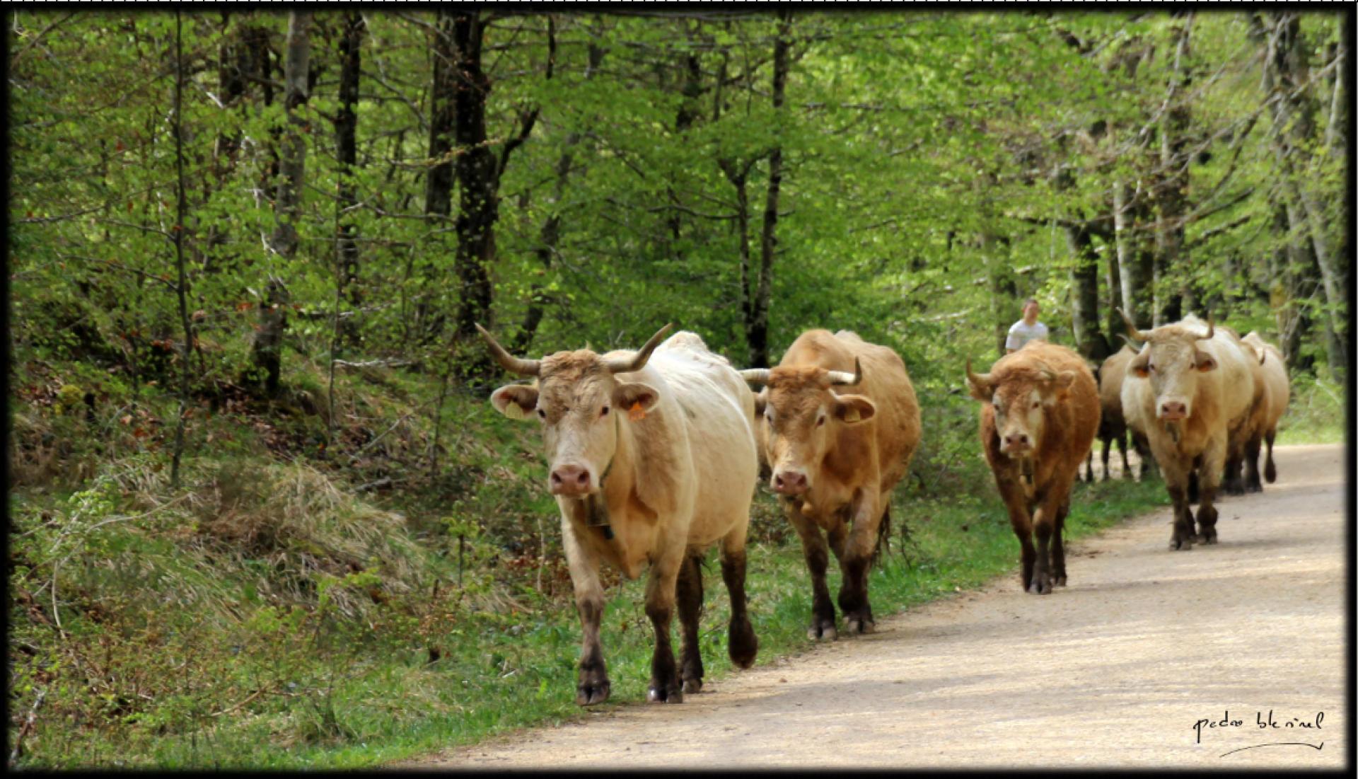 promenade digestive