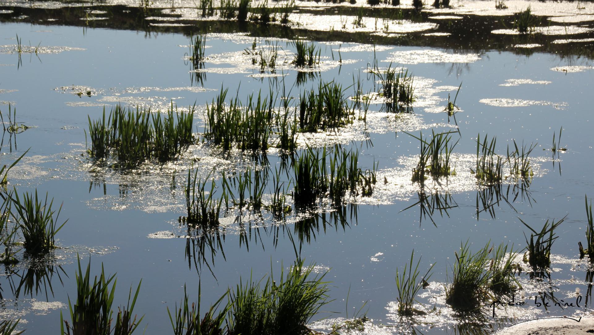 reflets de rizière