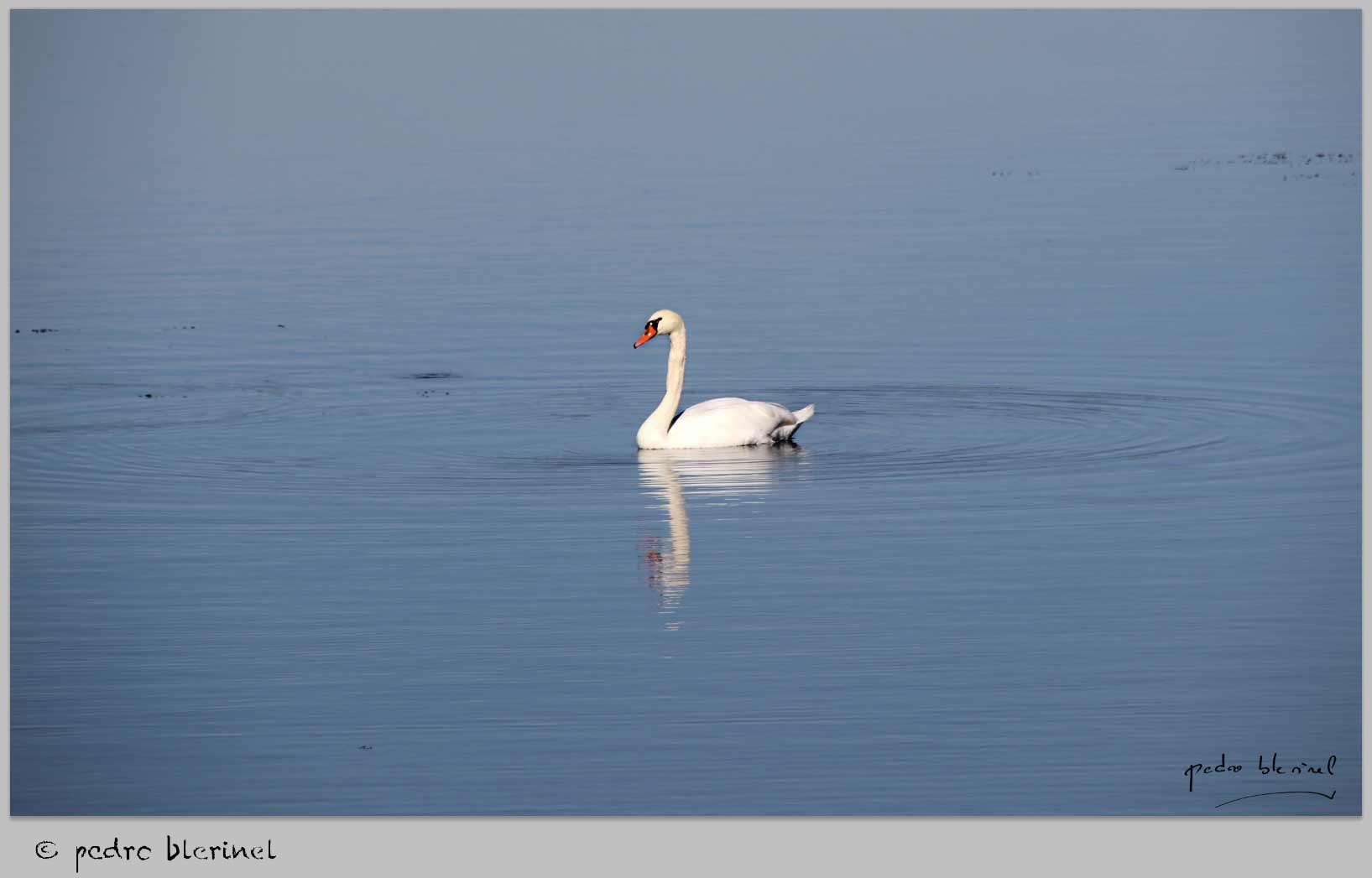 sa majesté le cygne