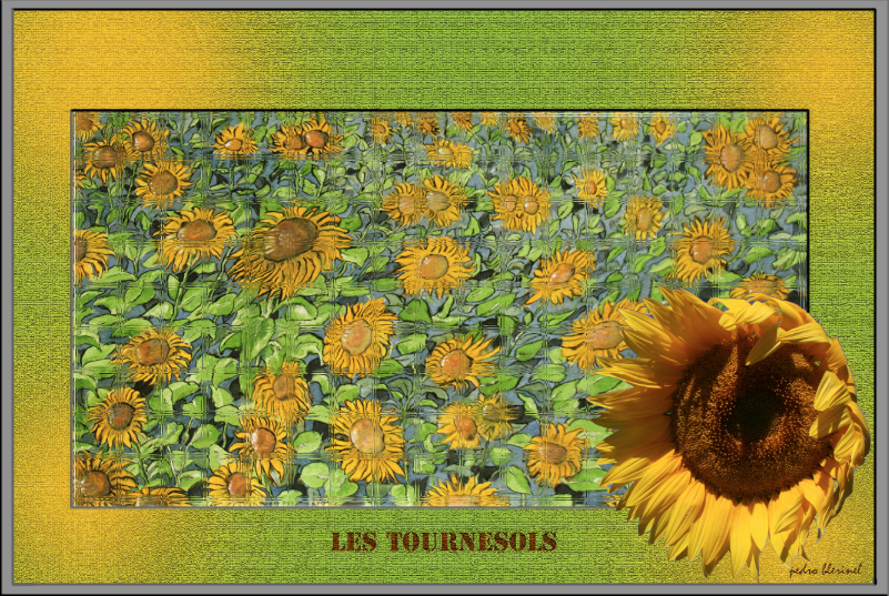 Tournesols pb