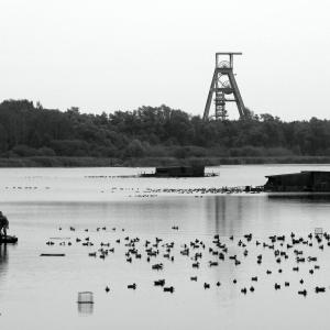 un, deux, trois ... canards